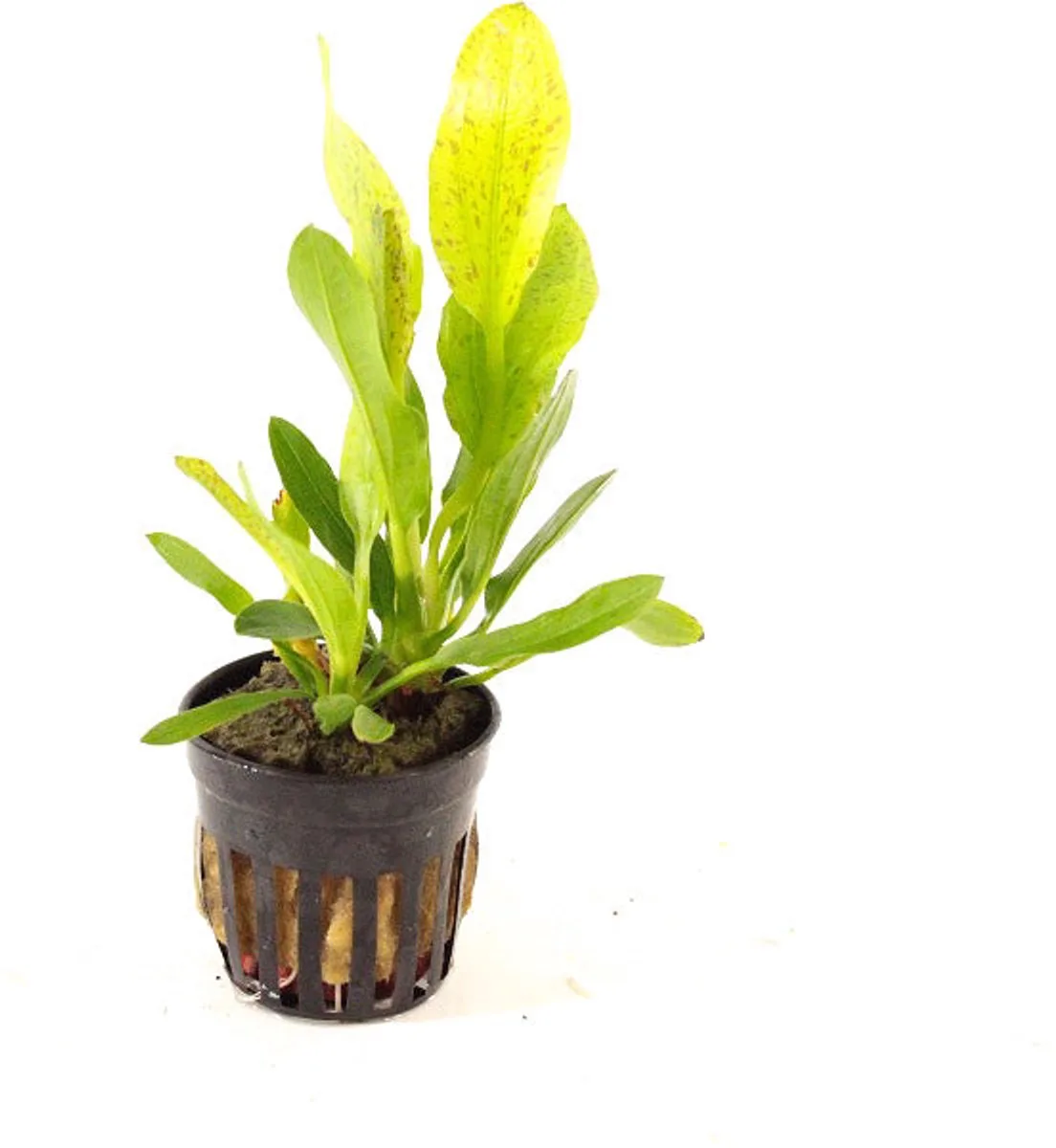 Echinodorus Granat in 5 cm pot by Moerings in Roodgroen – product photo