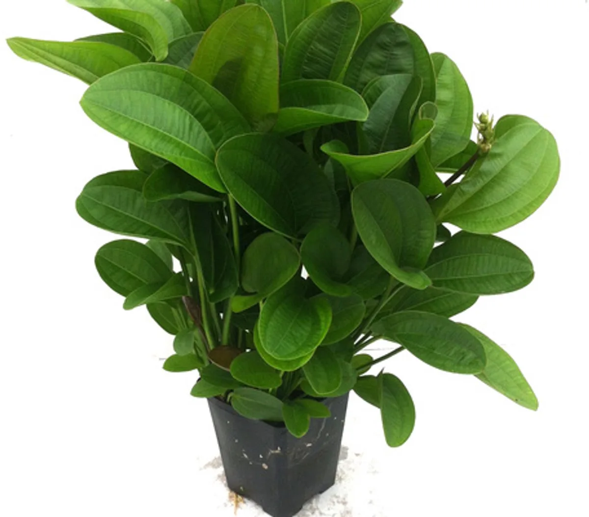 Echinodorus Harbich in 5 cm pot by Moerings in Green – product photo