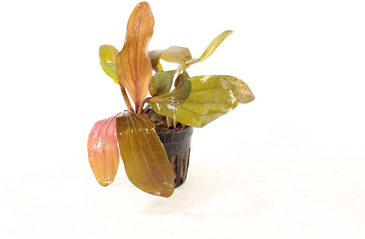 Echinodorus Harbich in 5 cm pot de Moerings en Rouge – photo produit
