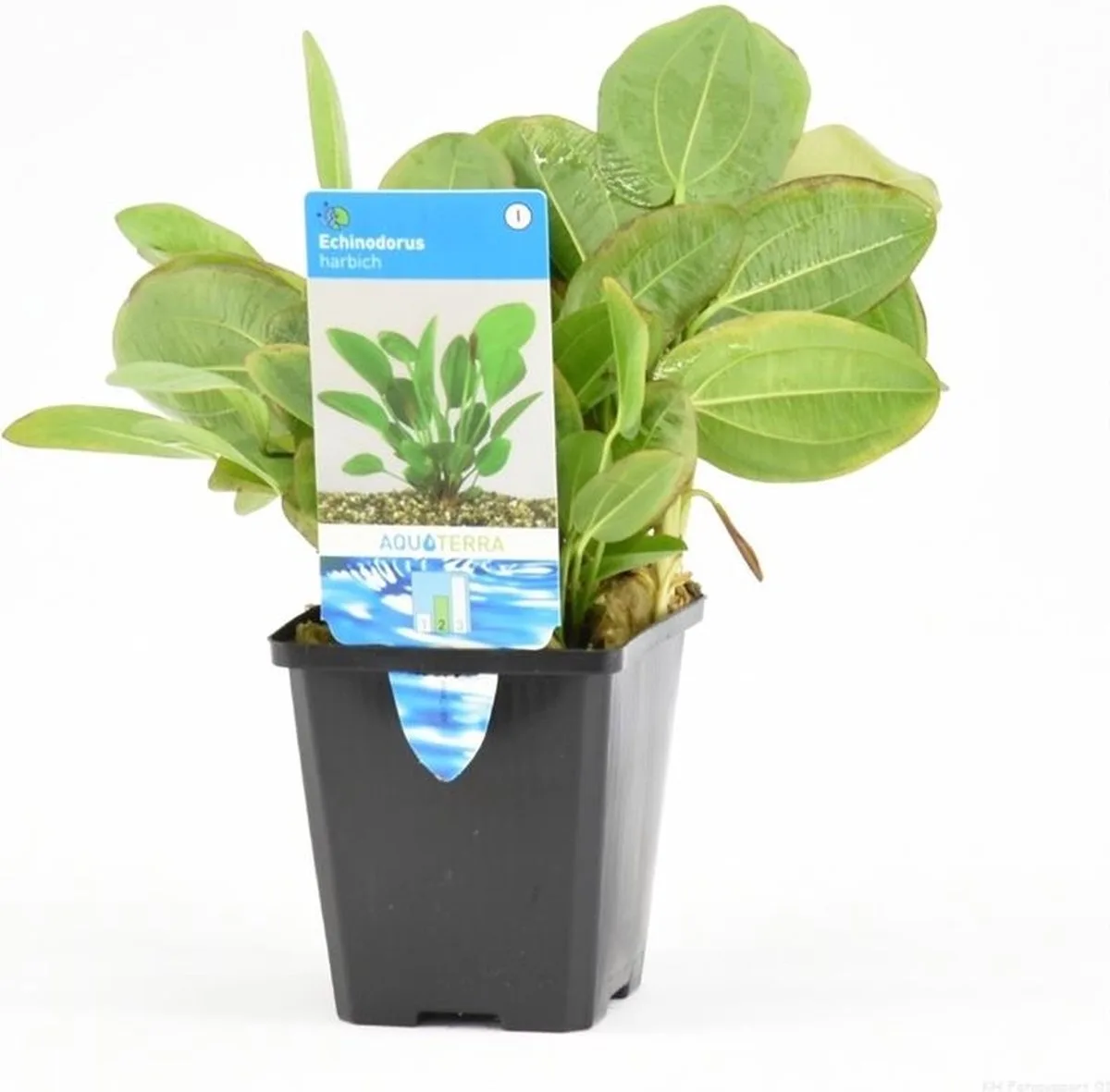 Echinodorus Harbich in 9CM pot P9 Pot van Moerings – productfoto