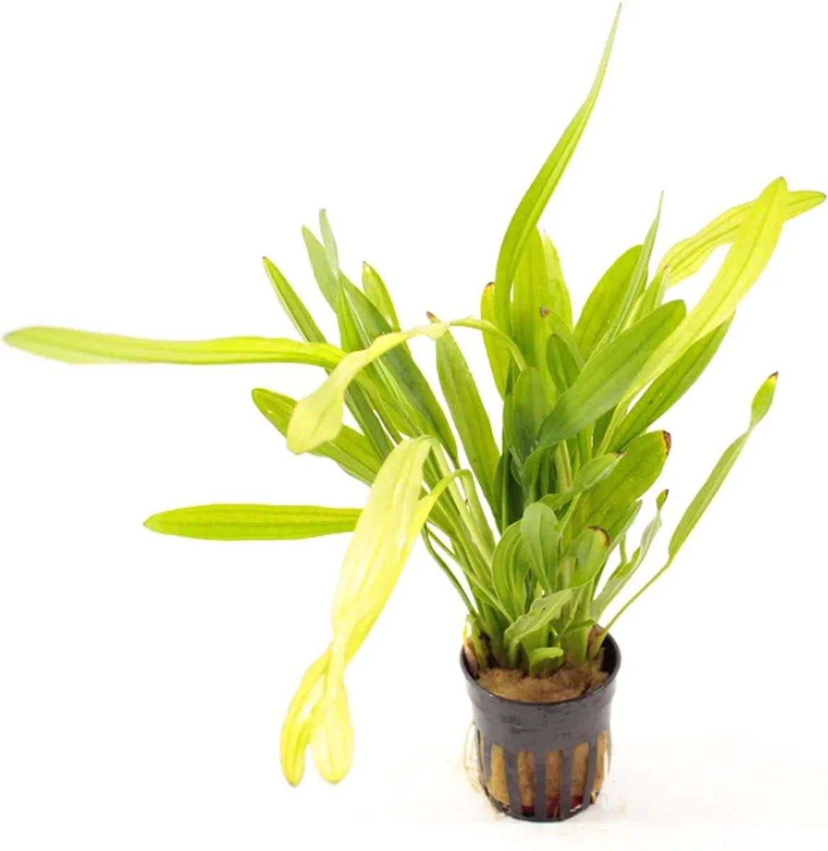 Echinodorus Horemanii | Waterweegbree Horemanii | in 5cm pot P5 från Moerings i Grön – produktbild