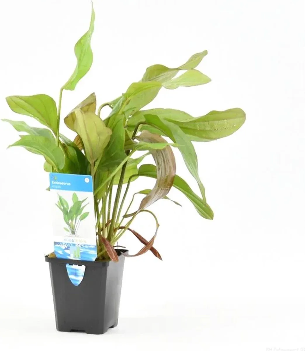 Echinodorus Impai in 9CM pot P9 Pot de Moerings – photo produit