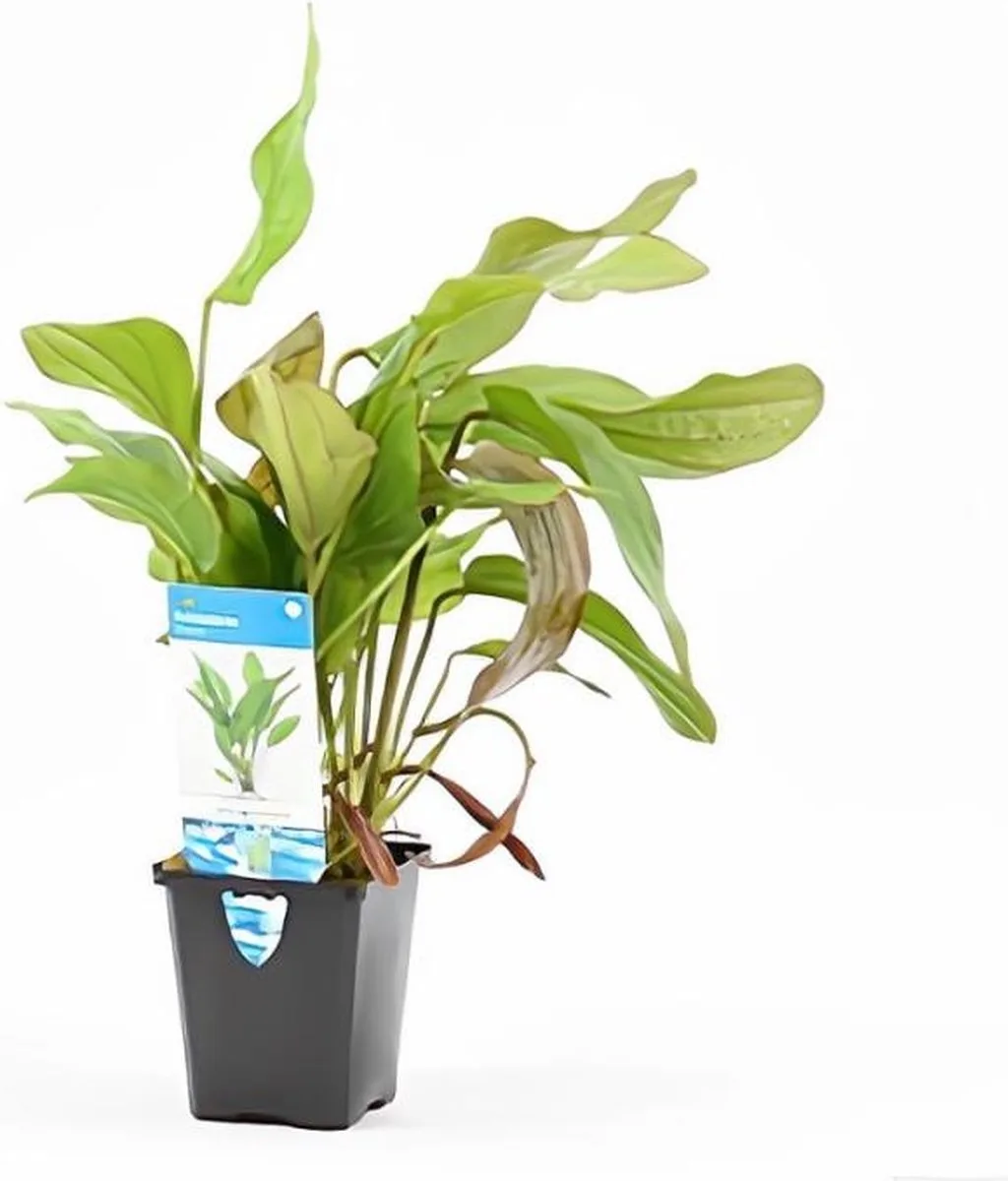 Echinodorus Impaii in 5 cm pot från Moerings i Grön – produktbild