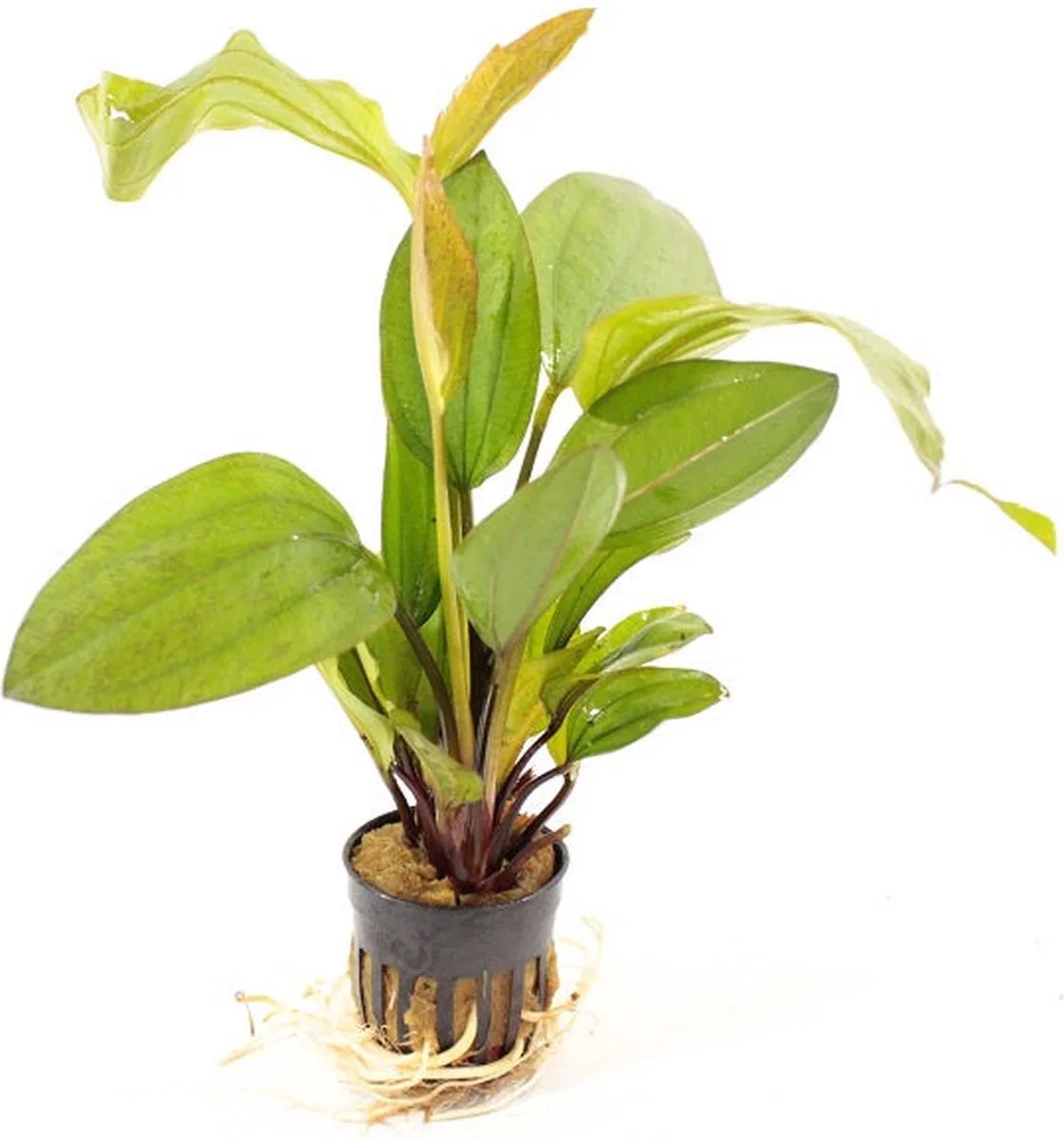 Echinodorus Ipica in 5 cm pot van Moerings – productfoto