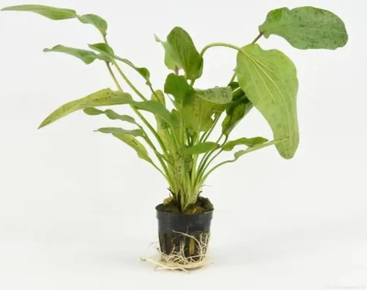 Echinodorus Ozelot in 5 cm pot von Moerings in Grün – Produktfoto