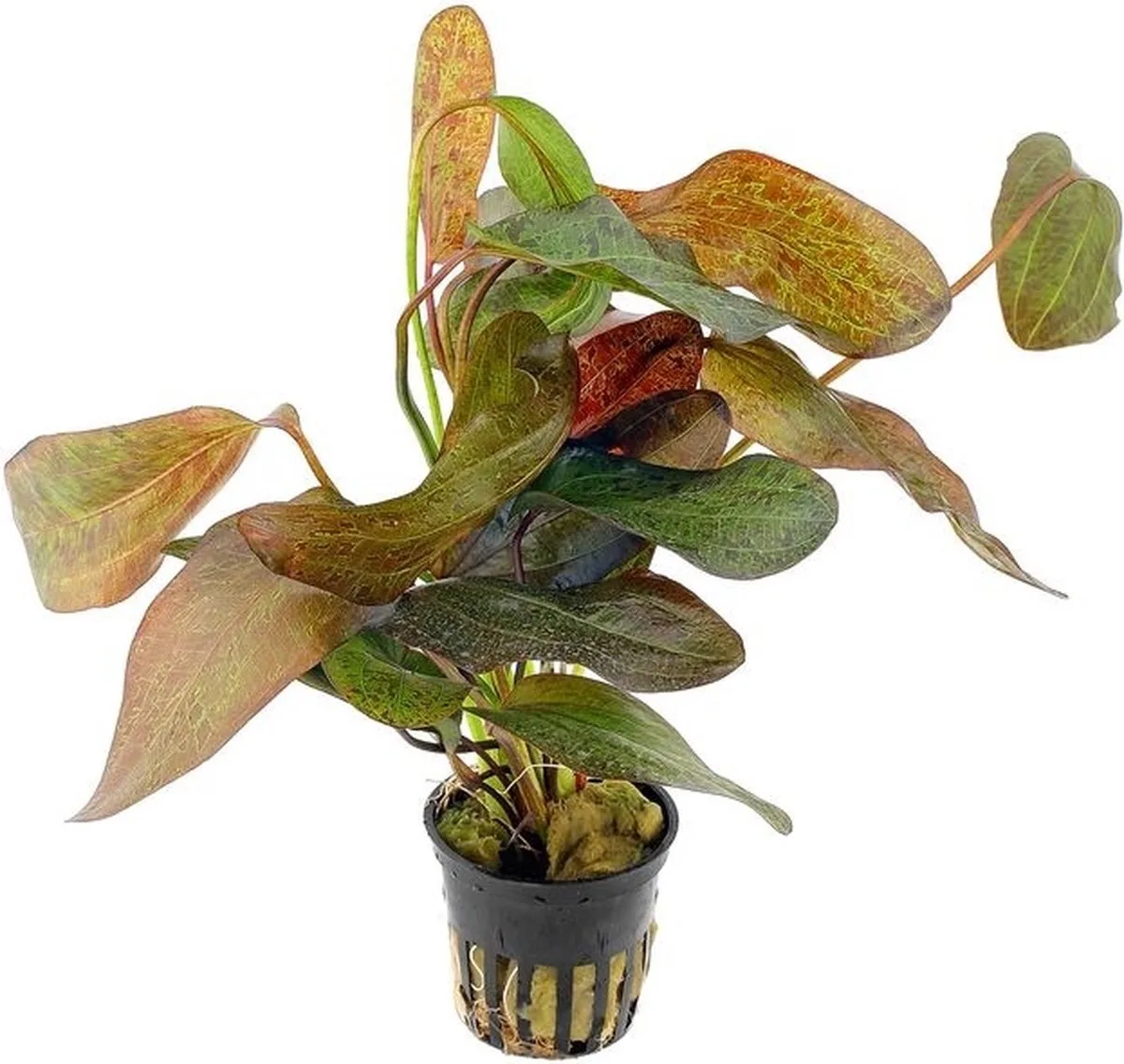 Echinodorus Ozelot in 5 cm pot von Moerings in Rot – Produktfoto