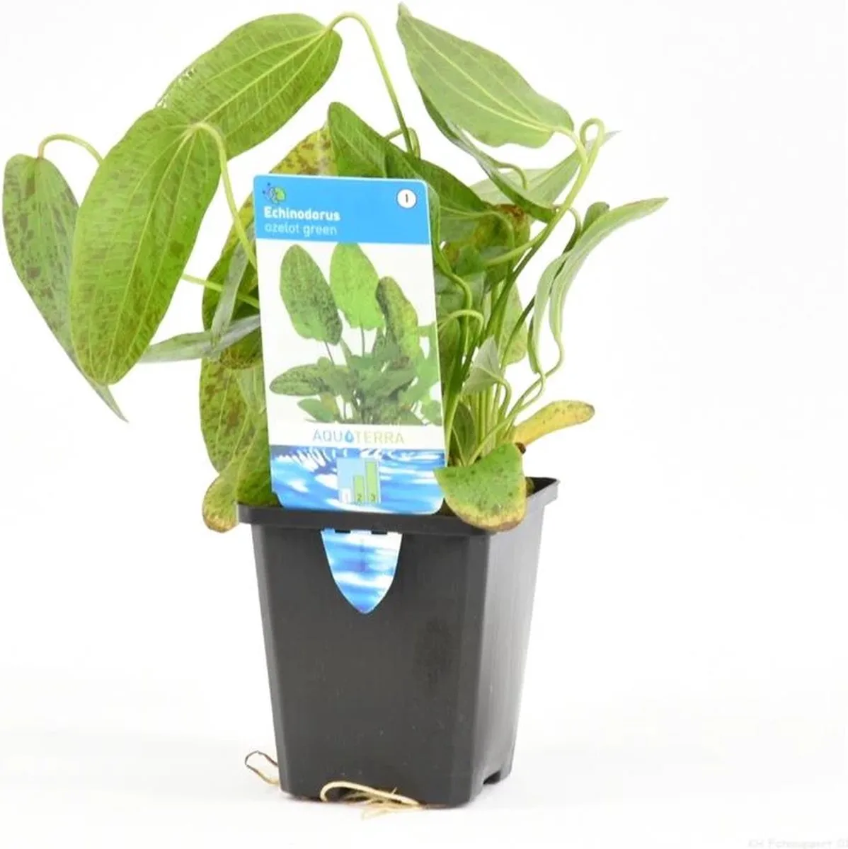 Echinodorus Ozelot in 9CM pot P9 Pot von Moerings in Grün – Produktfoto