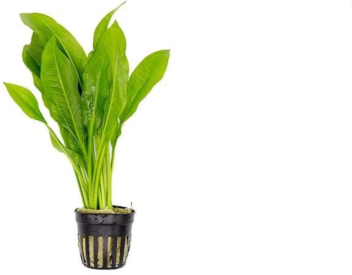 Echinodorus Paniculatus | Amazone Zwaardplant | in 5 cm pot de Moerings en Vert – photo produit