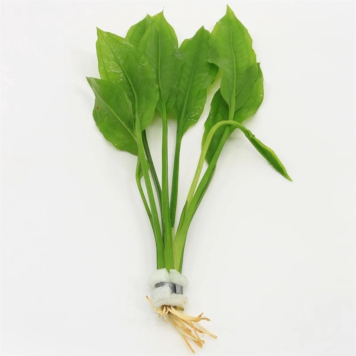 Echinodorus Paniculatus | Amazone Zwaardplant | in bos met loodje Waterplant fra Moerings i Grøn – produktbillede