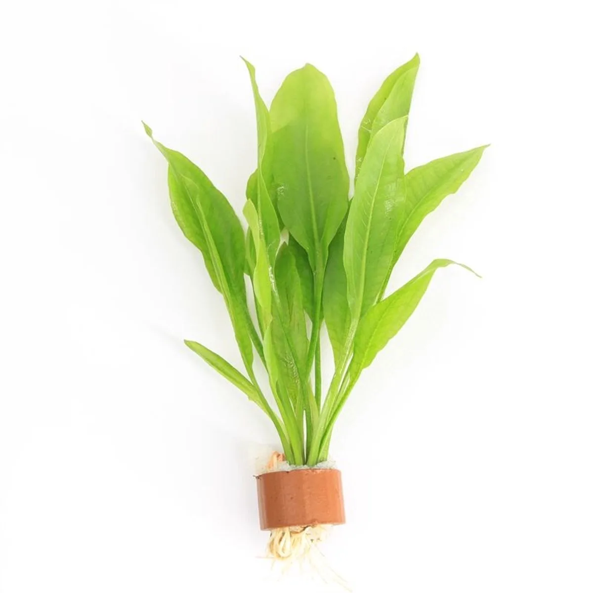 Echinodorus Paniculatus | Amazone Zwaardplant | in Terracotta Ring fra Moerings i Grøn – produktbillede
