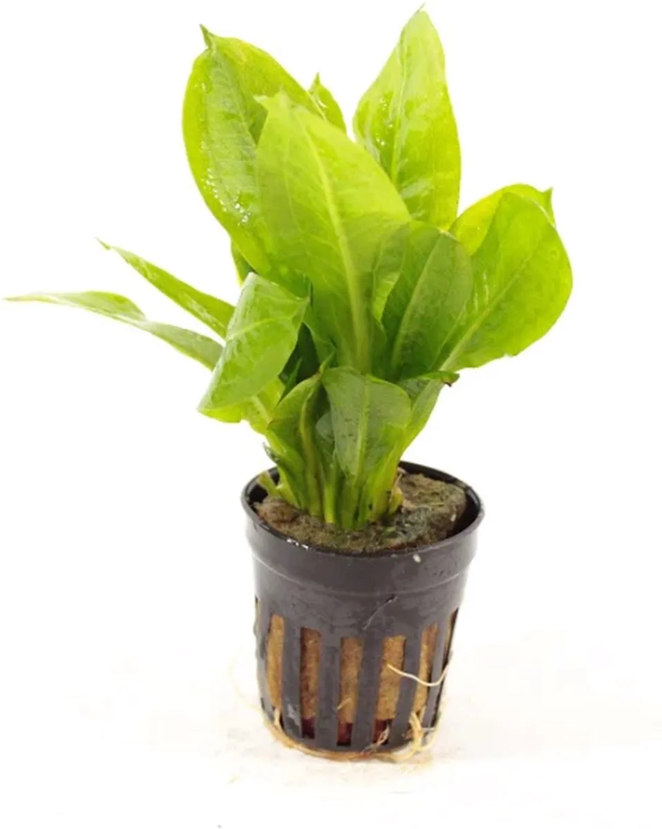 Echinodorus Parviflorus | Dwerg Zwaardplant | in 5cm pot P5 de Moerings en Vert – photo produit