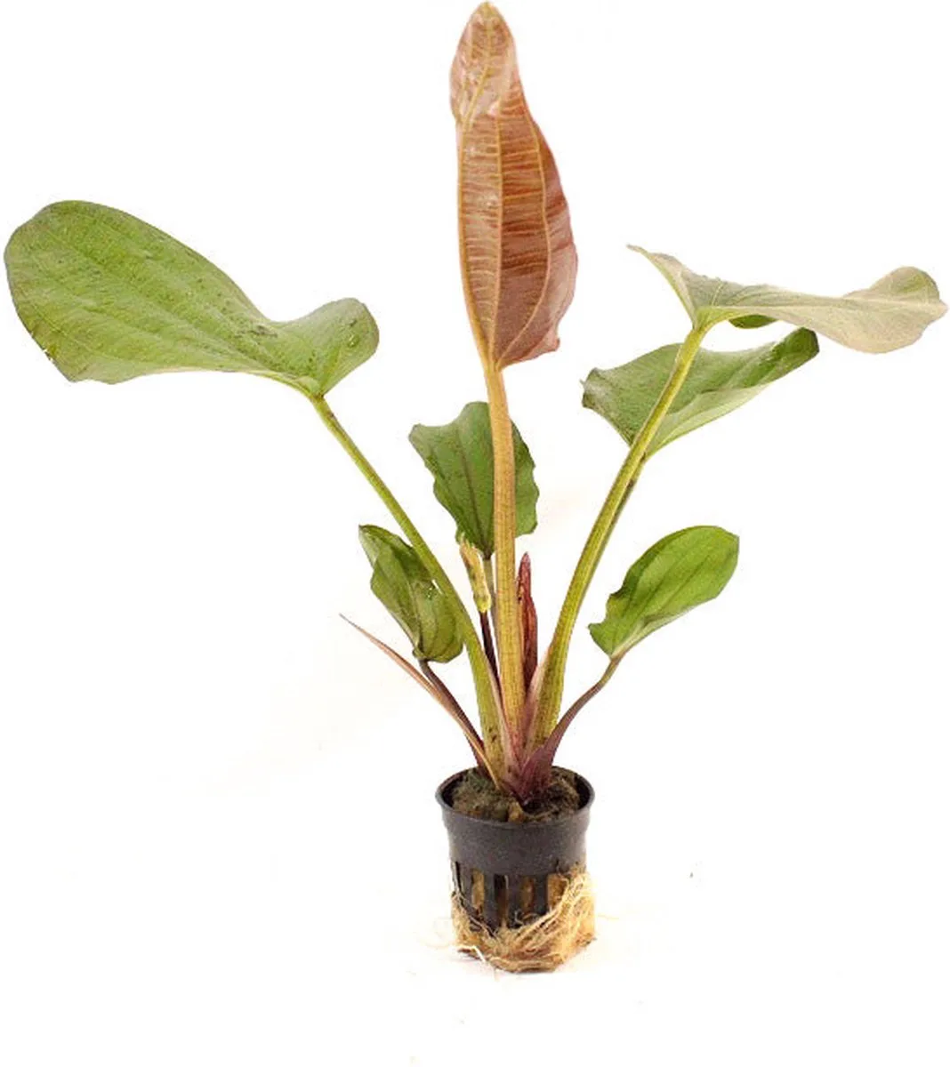 Echinodorus phyton in 5 cm pot von Moerings – Produktfoto