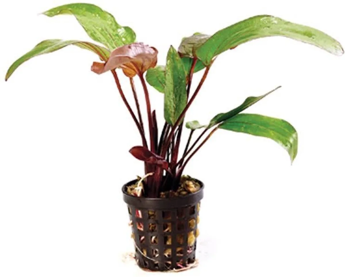 Echinodorus Red Devil | Rode Duivel | in 5 cm pot von Moerings in Rot – Produktfoto