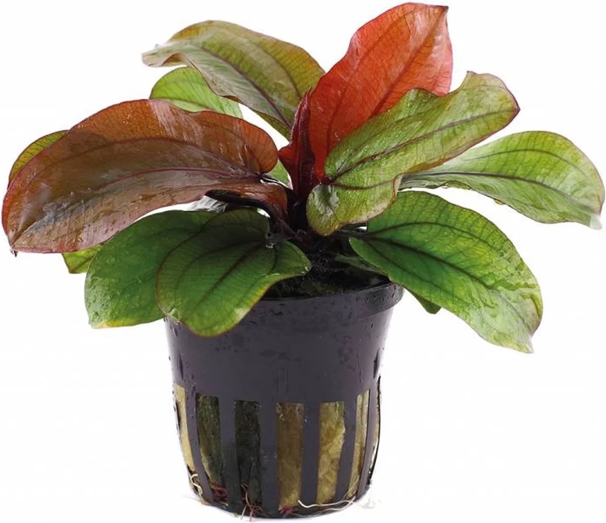 Echinodorus Reni | Zwaardplant | in 5 cm pot von Moerings in Grün – Produktfoto