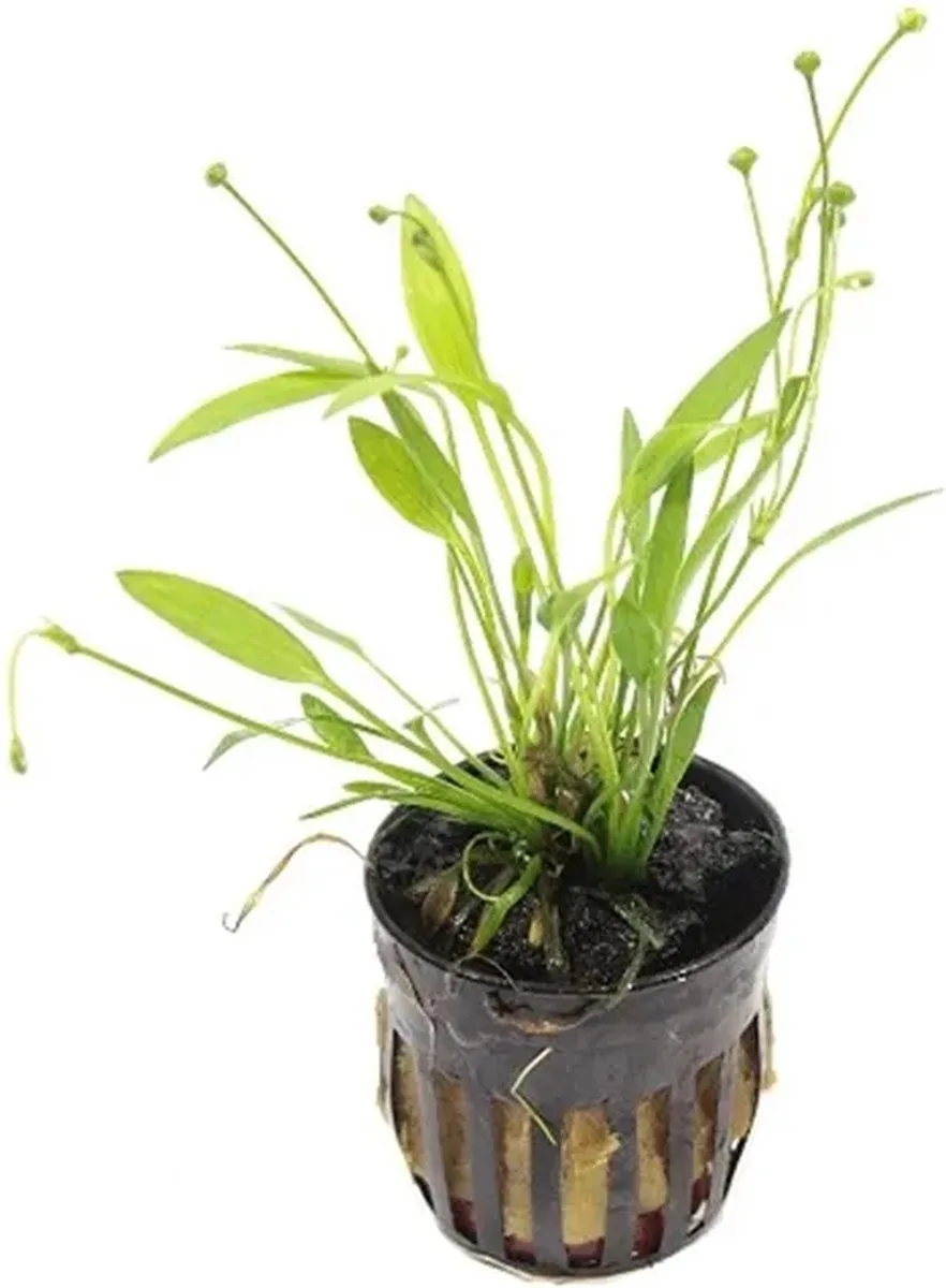 Echinodorus Tenellus | Dwergzwaardplant | in 5cm pot P5 von Moerings in Grün – Produktfoto