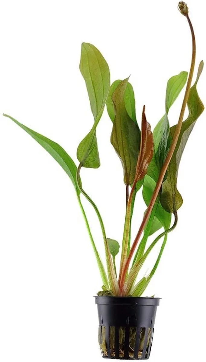 Echnodorus Red Diamond in 5 cm pot von Moerings in Rot – Produktfoto