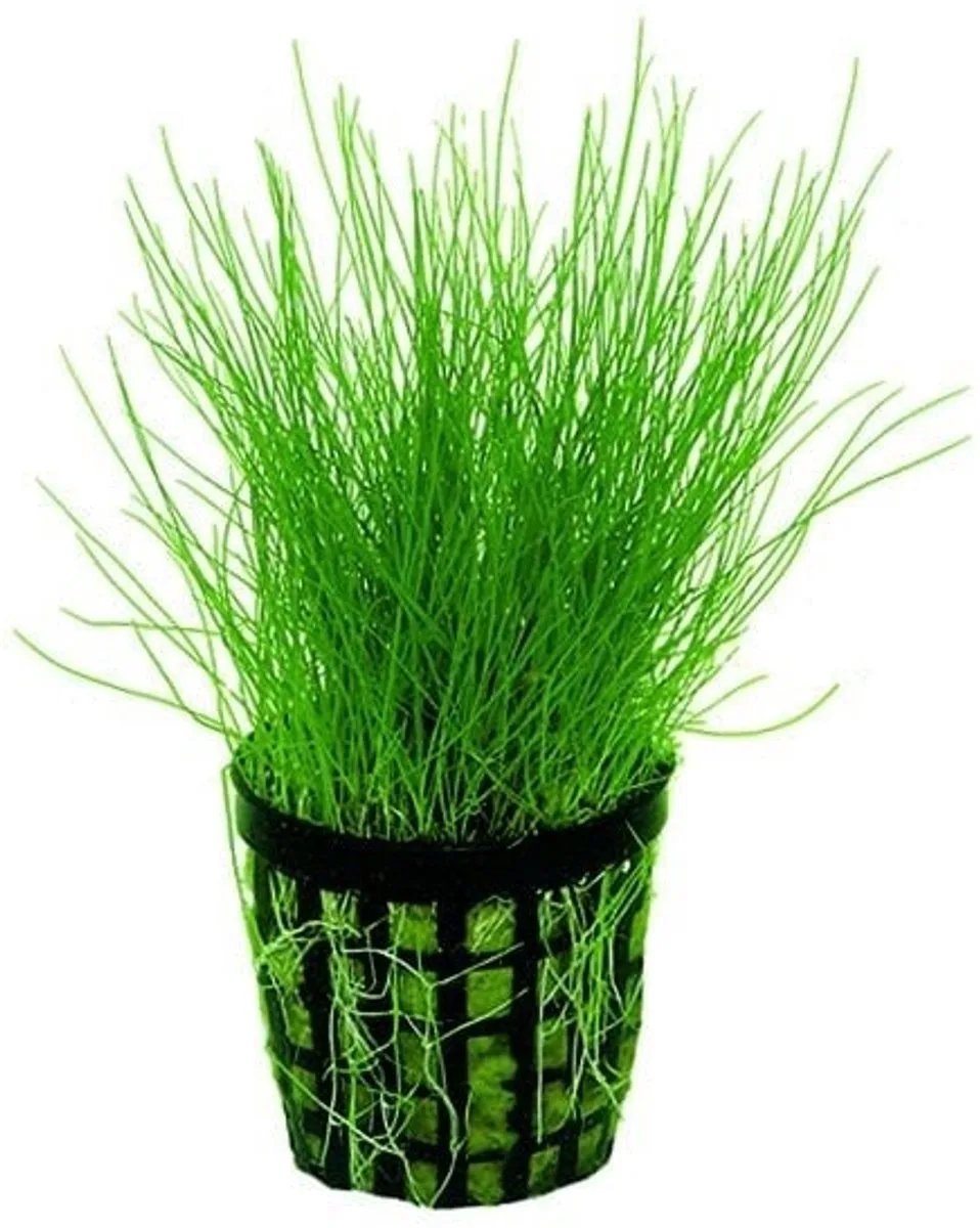 Eleocharis Acicularis | Naaldgras | in 5 cm pot van Moerings in Groen – productfoto
