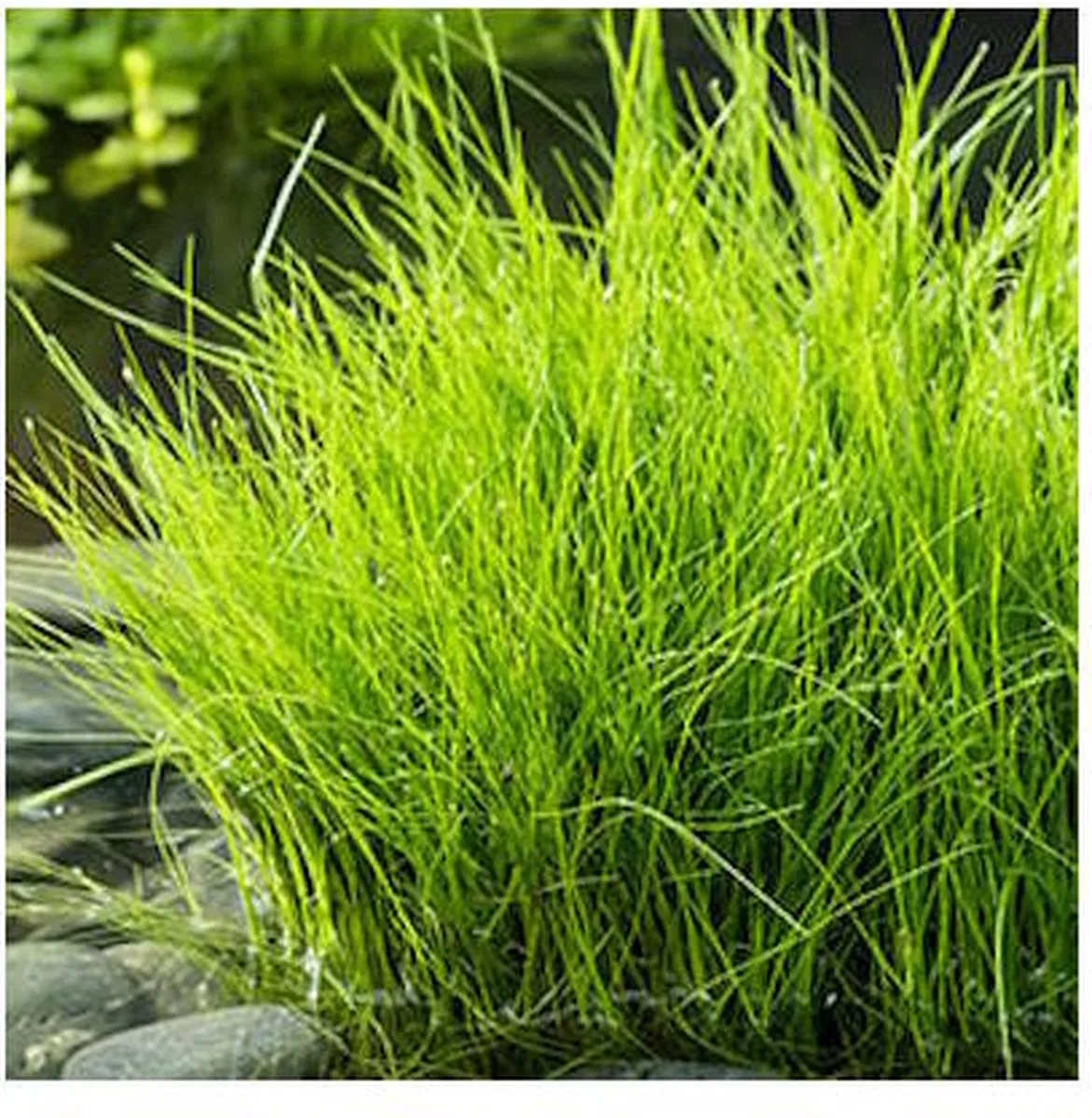 Eleocharis Acicularis | Naaldwaterbies | In 18CM Mand van Moerings in Groen – productfoto