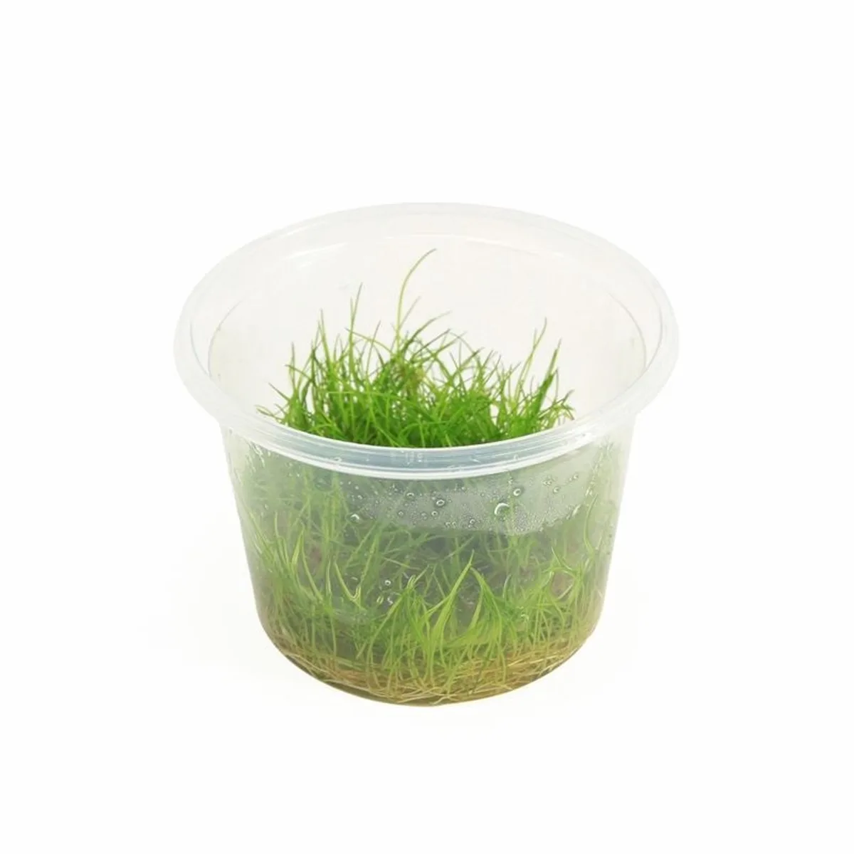 Eleocharis Minima | In vitro cup Waterplant von Moerings in Grün – Produktfoto