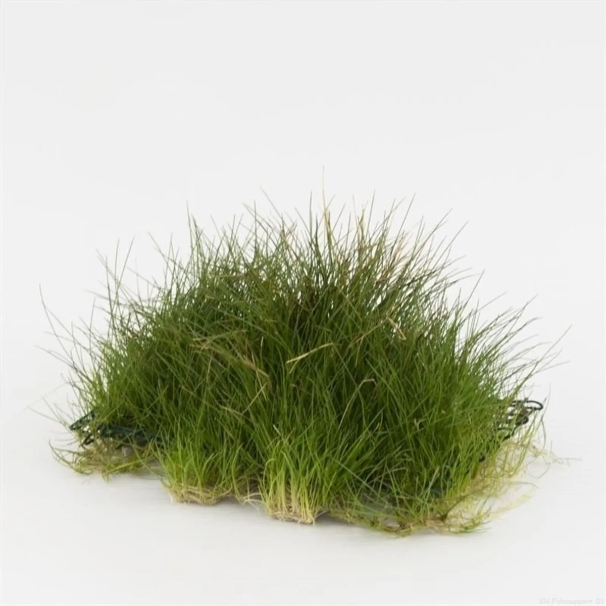 Eleocharis | Naaldgras | op stalen net Waterplant von Moerings in Grün – Produktfoto