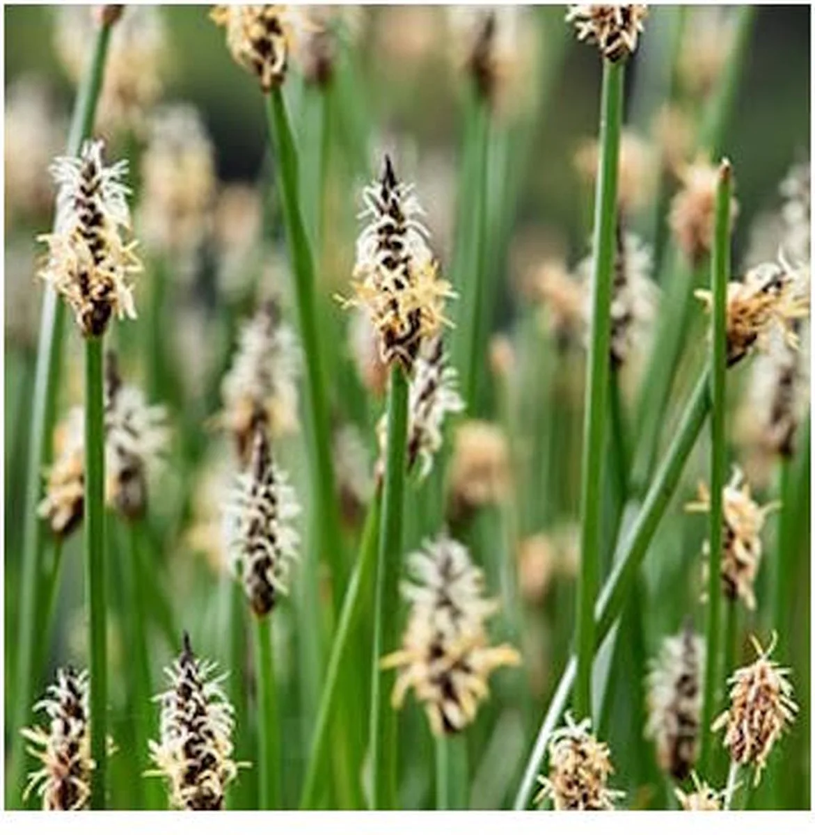 Eleocharis Palustris | Waterbies | In 18CM Mand Kant en Klaar van Moerings in Groen – productfoto