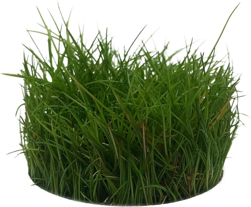 Eleocharis Parvula 100 cc cup - Naaldgras - Aquariumplant InVitro - Aquarium decoratie de Moerings en Vert – photo produit