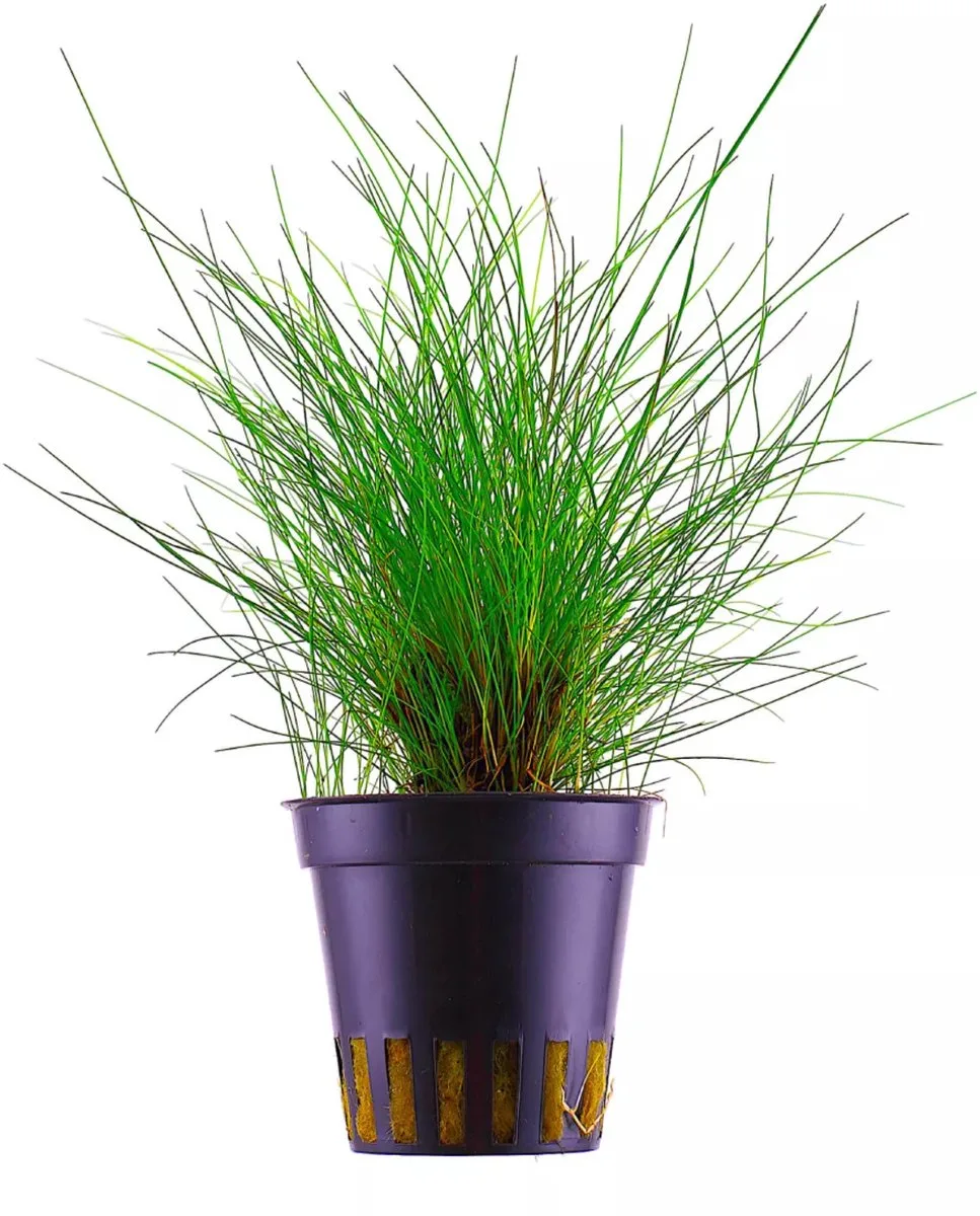 Eleocharis parvulus | Dwergnaaldgras | in 5 cm pot von Moerings in Grün – Produktfoto