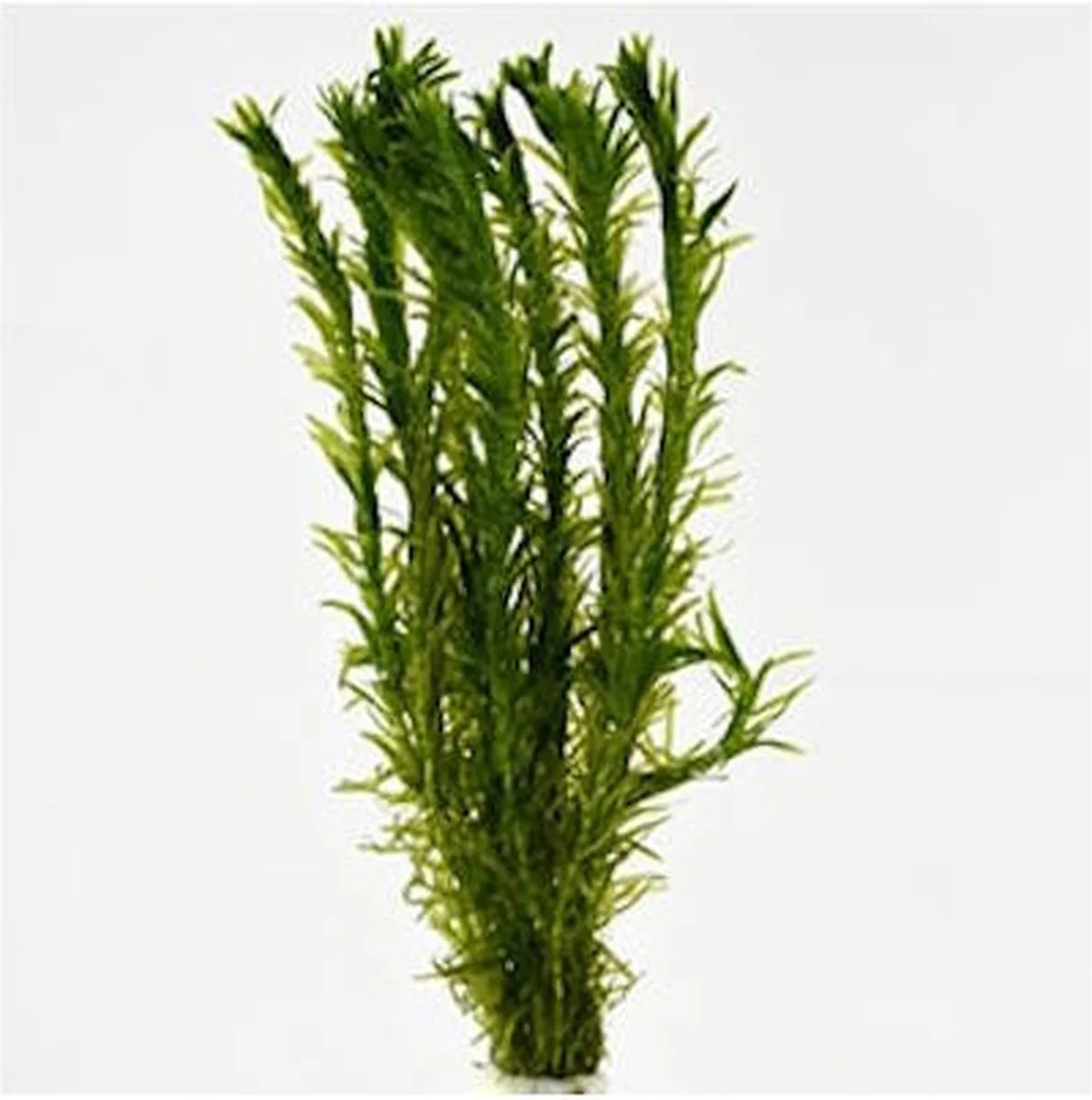 Elodea densa | Waterpest | In Beker från Moerings i Grön – produktbild