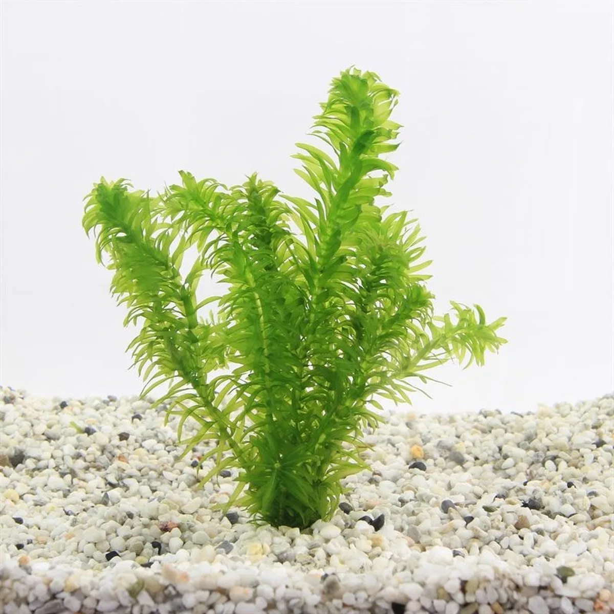 Elodea Densa | Waterpest | in Terracotta Pot fra Moerings i Grøn – produktbillede