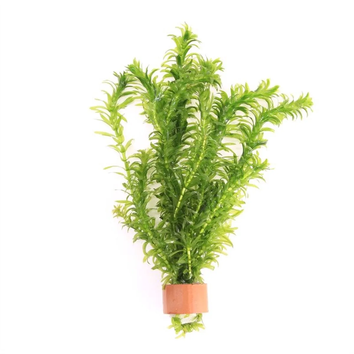 Elodea Densa | Waterpest | In Terracotta Ring van Moerings in Groen – productfoto