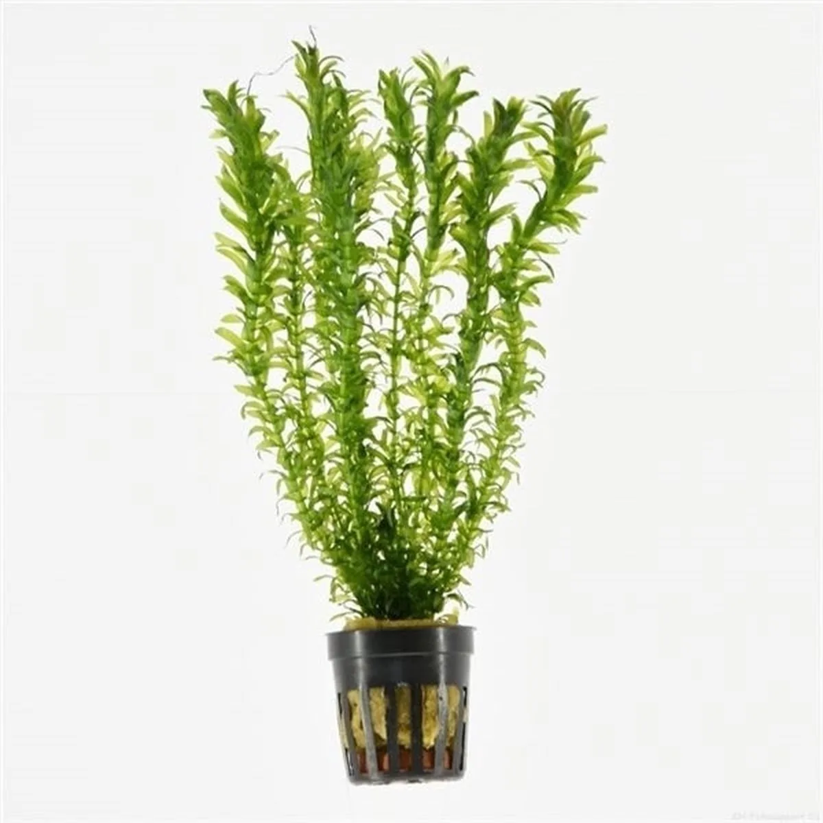 Elodea Densa | Waterpest | Los 50 stuks från Moerings i Grön – produktbild