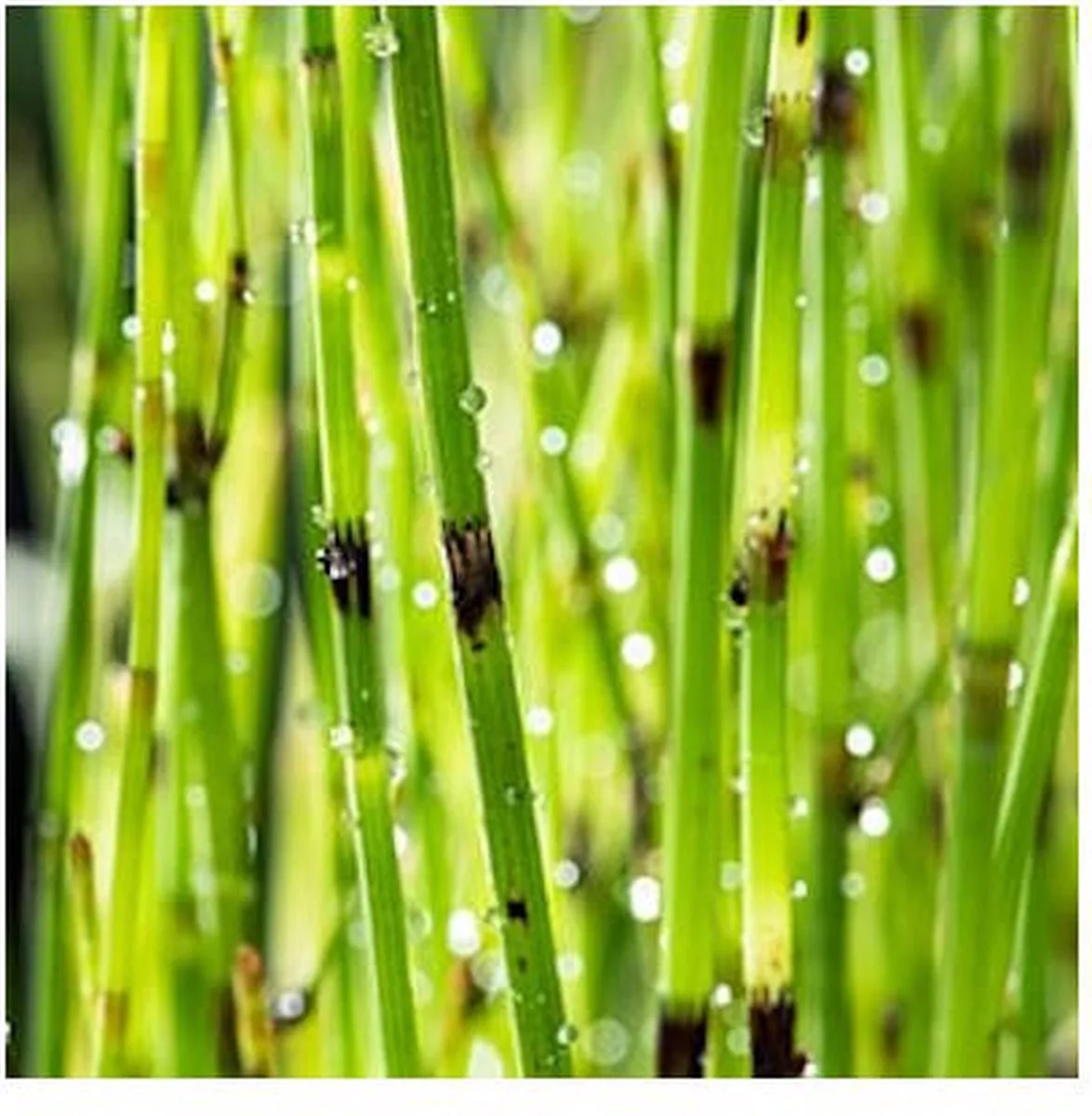 Equisetum Fluviatile | Holpijp | In 9CM pot de Moerings en Vert – photo produit