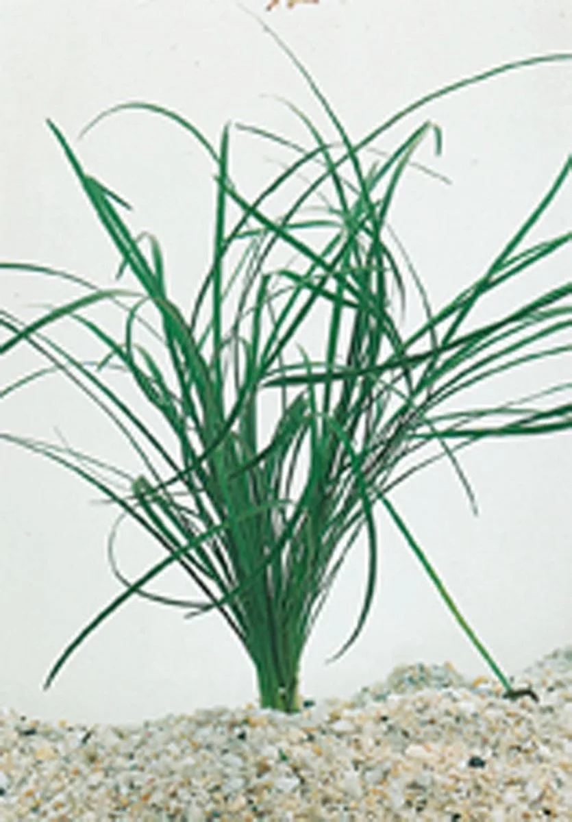 Equisetum Japonica | Japanse Holpijp | In 18CM Mand Kant en Klaar von Moerings in Grün – Produktfoto