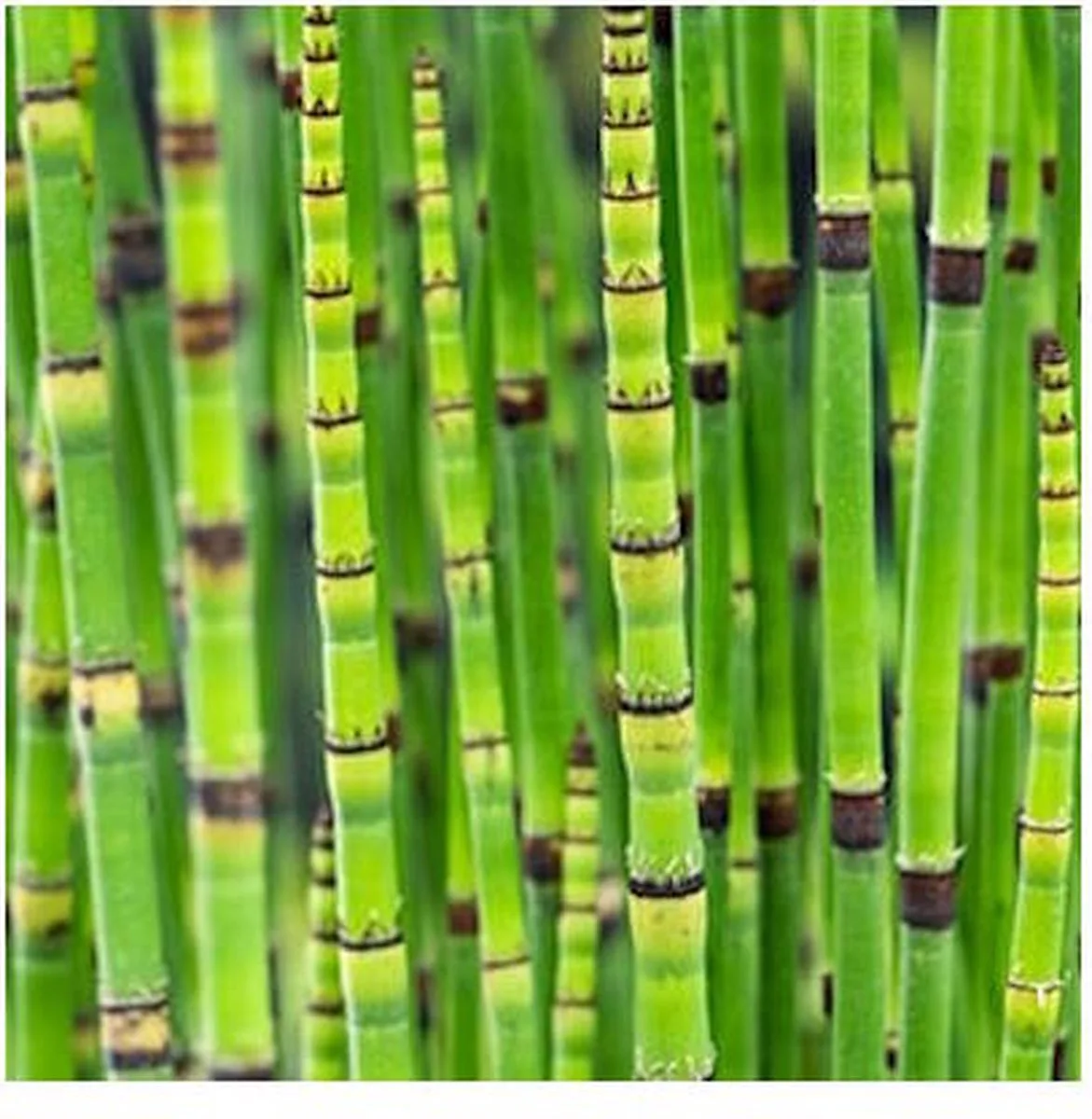Equisetum Japonica | Japanse Holpijp | In 9CM pot de Moerings en Vert – photo produit