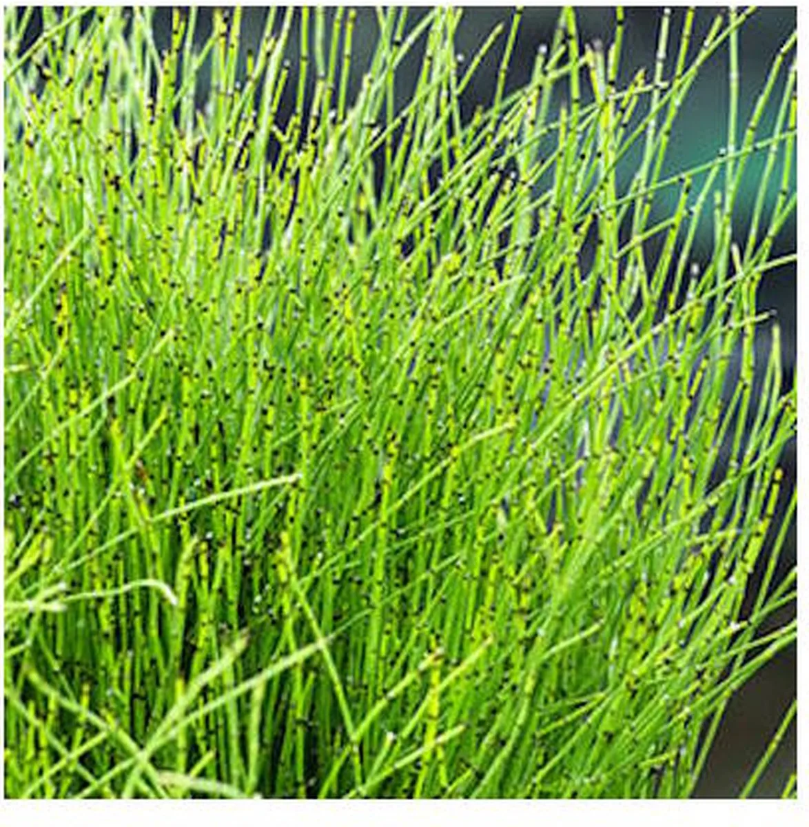 Equisetum Scirpoides | Dwergholpijp | In 18CM Mand Kant en Klaar fra Moerings i Grøn – produktbillede