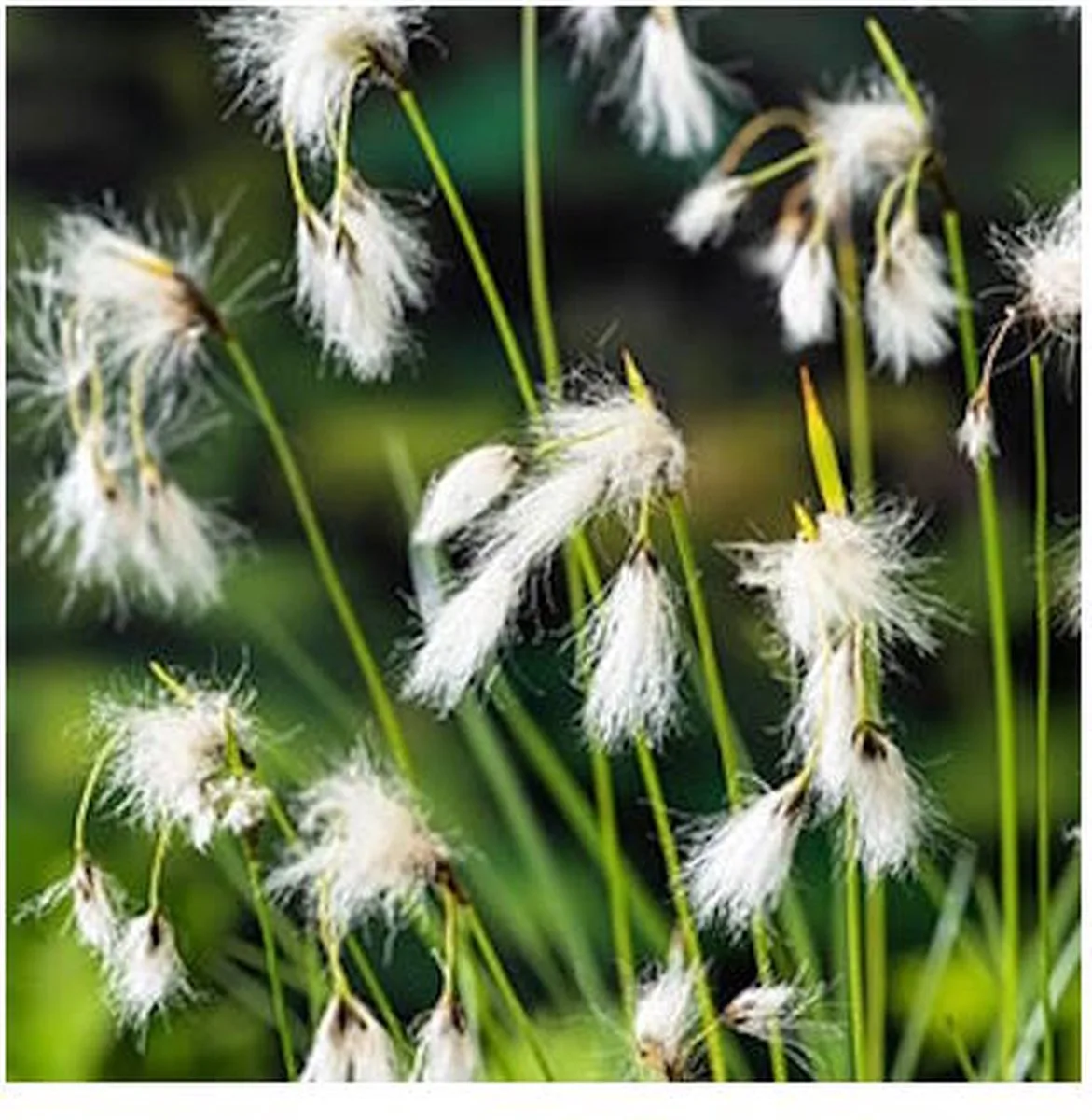 Eriophorum Angustifolium | Veenpluis | In 9CM pot von Moerings in Weiß – Produktfoto