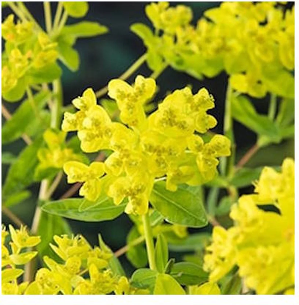 Euphorbia Palustris | Moeraswolfsmelk | In 18CM Mand Kant en Klaar by Moerings in Yellow – product photo