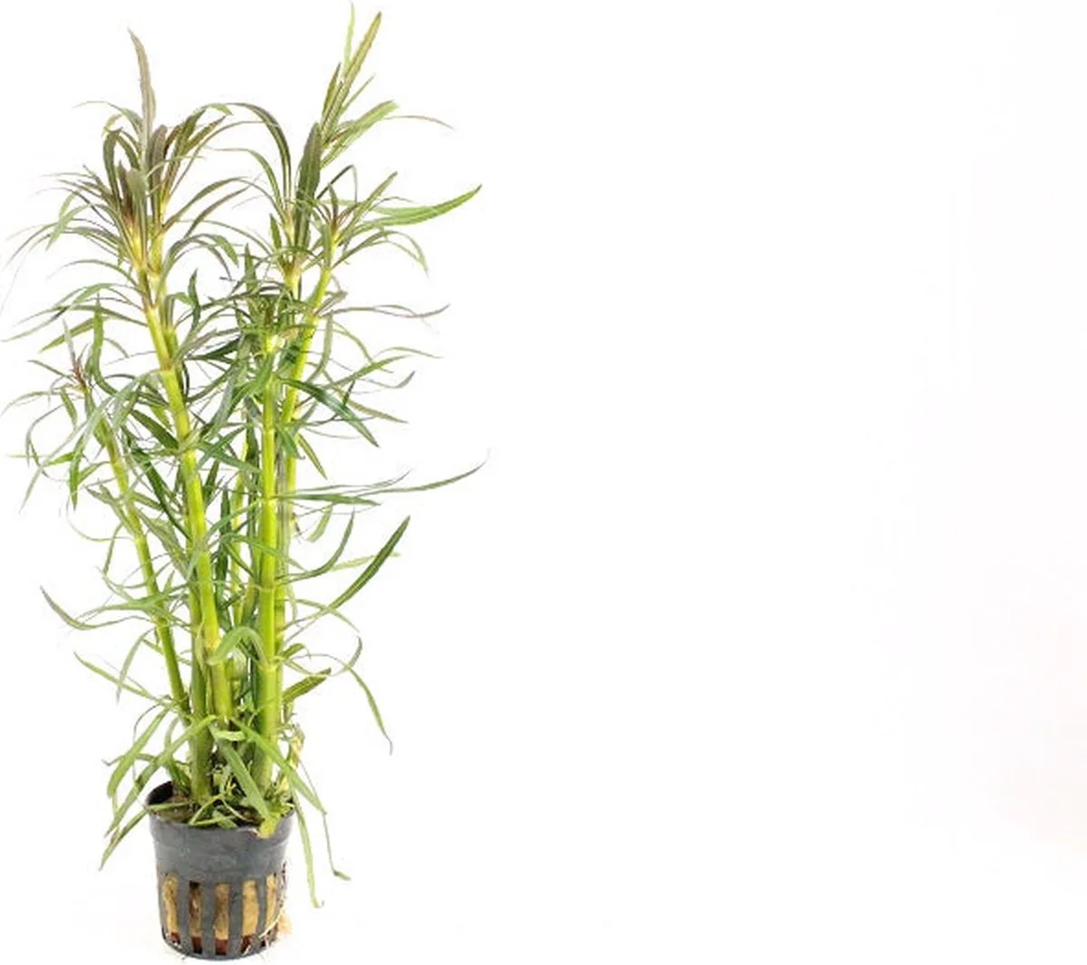 Eustralis stellata in 5 cm pot de Moerings en Roodpaars – photo produit