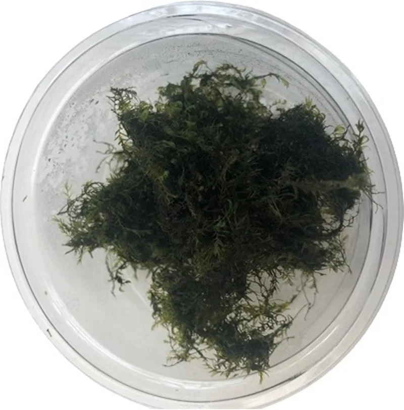 Fissidens Fontanus Phoenix Mos - - Cup 80 cc - Aquarium mos - Aquariumplant - Aquarium decoratie by Moerings in Green – product photo