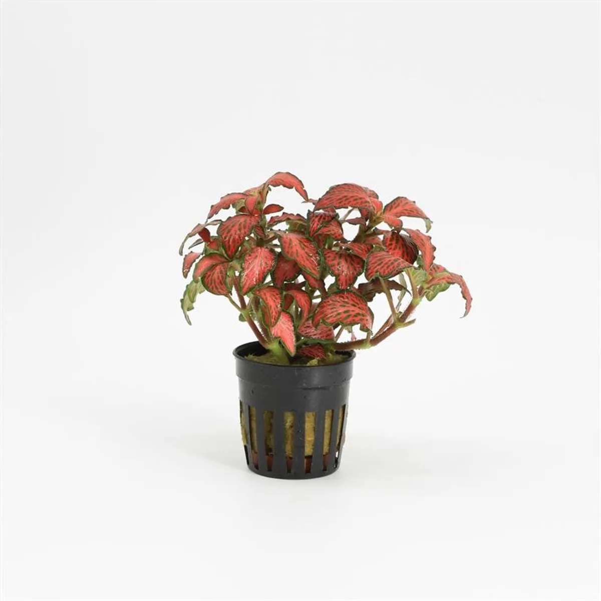 Fittonia Forest Flame | Mozaïekplant | in 5 cm pot by Moerings in Red – product photo