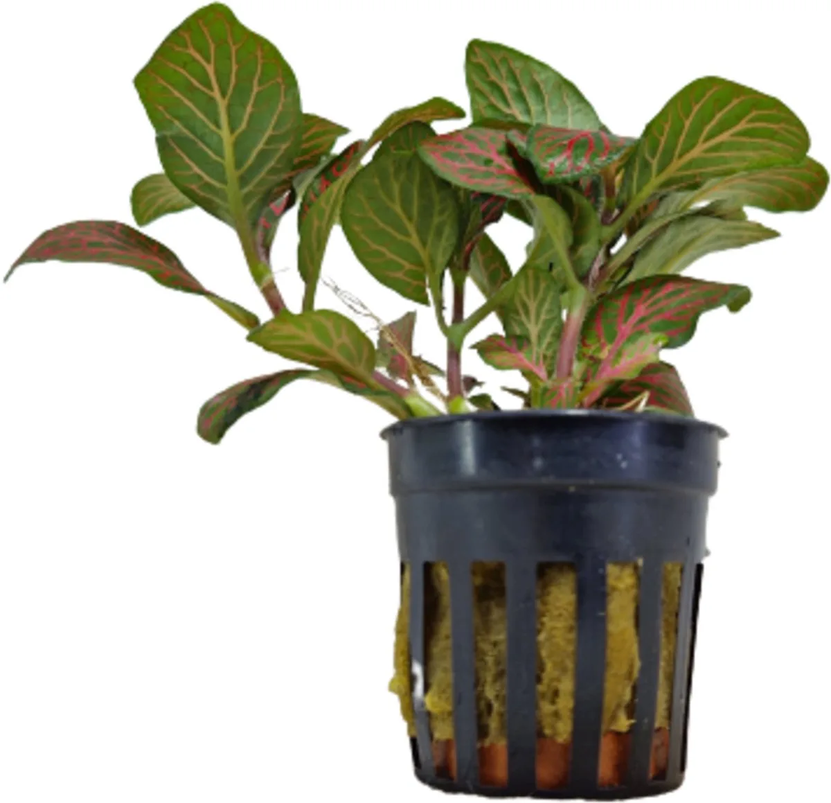 Fittonia in 5 cm pot by Moerings in Red – product photo