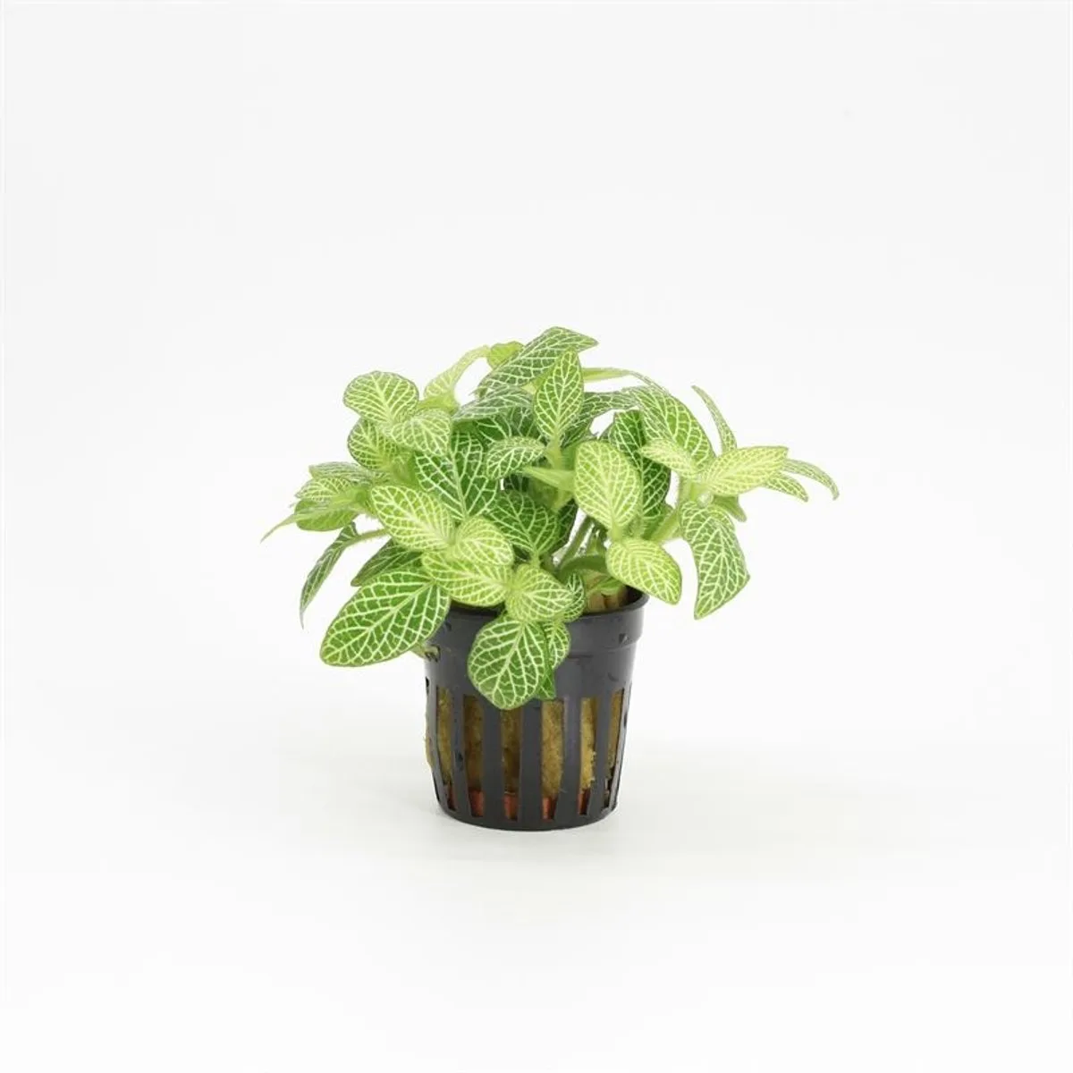 Fittonia in 5 cm pot fra Moerings i Hvid – produktbillede
