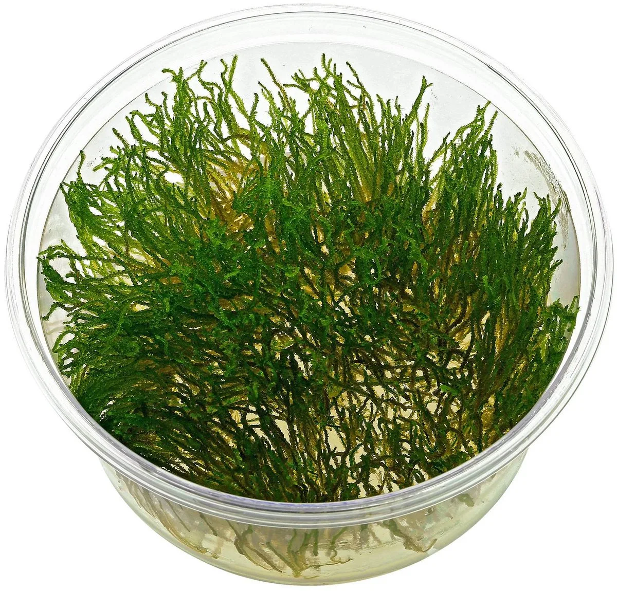 Flame mos | Fire mos | In vitro cup Waterplant från Moerings i Grön – produktbild