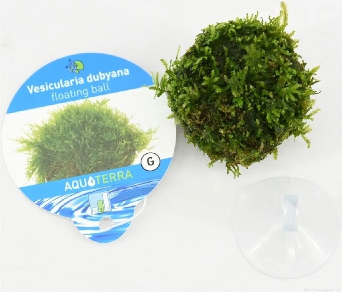 Floating ball met javamos met zuignap Waterplant von Moerings in Grün – Produktfoto