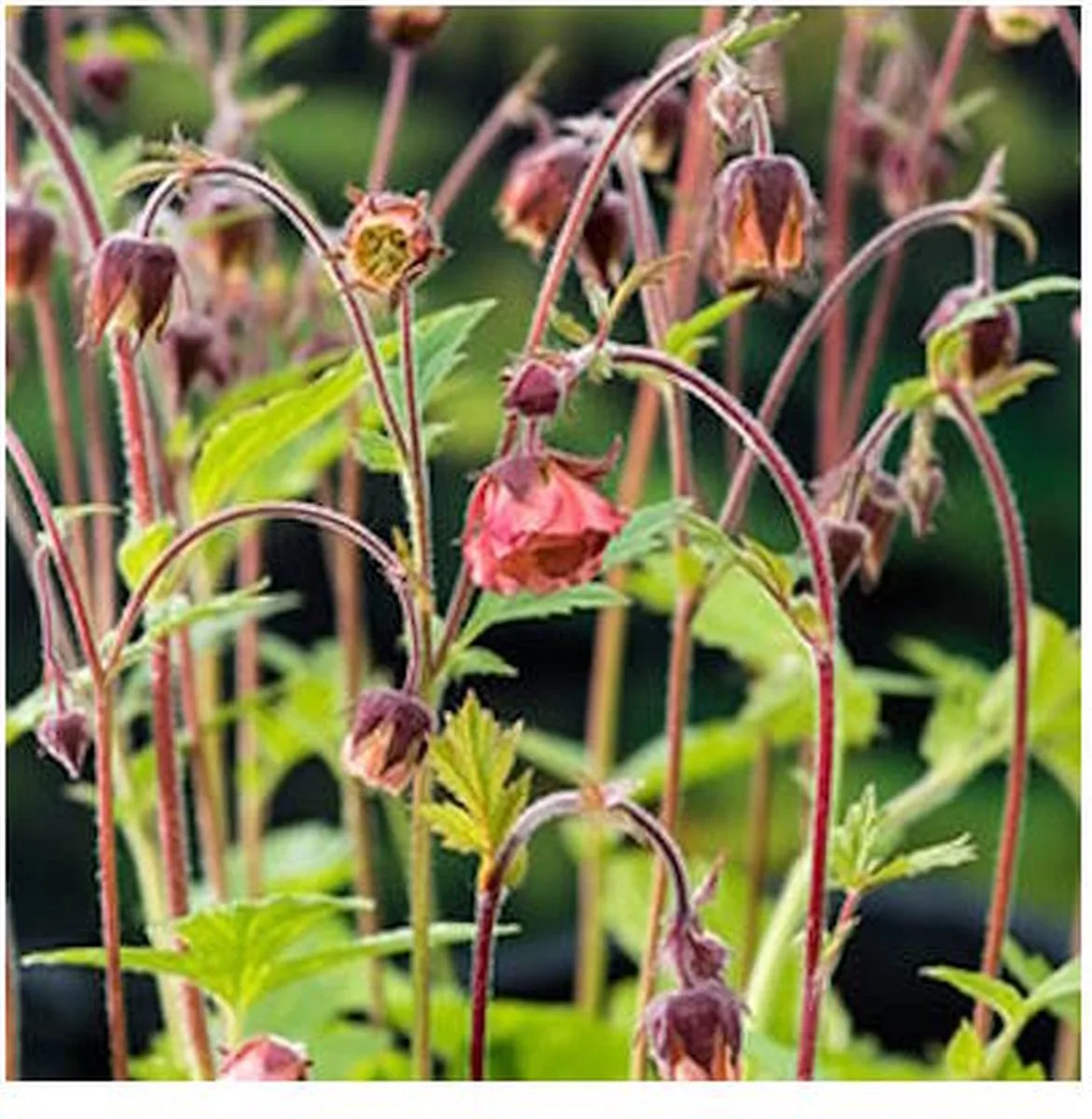 Geum Rivale | Knikkend Nagelkruid | In 9CM pot von Moerings in Orange – Produktfoto
