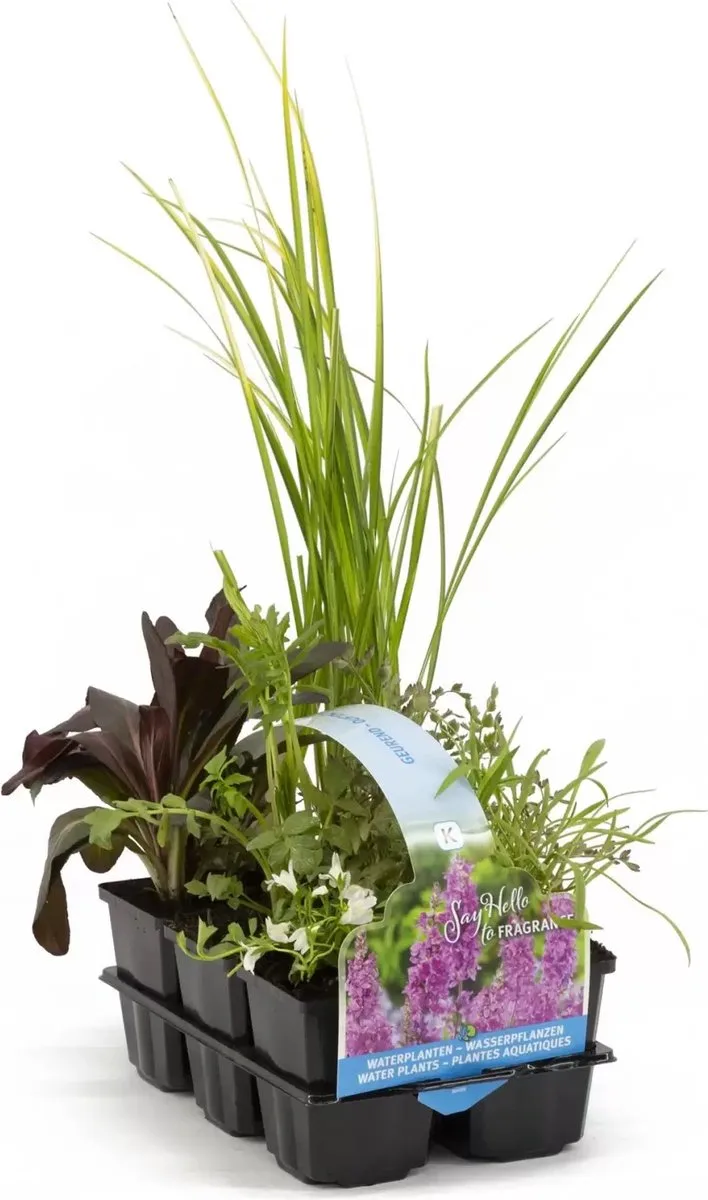 Geurende Vijverplanten Mix | In Thema Sixpack från Moerings i Grön – produktbild