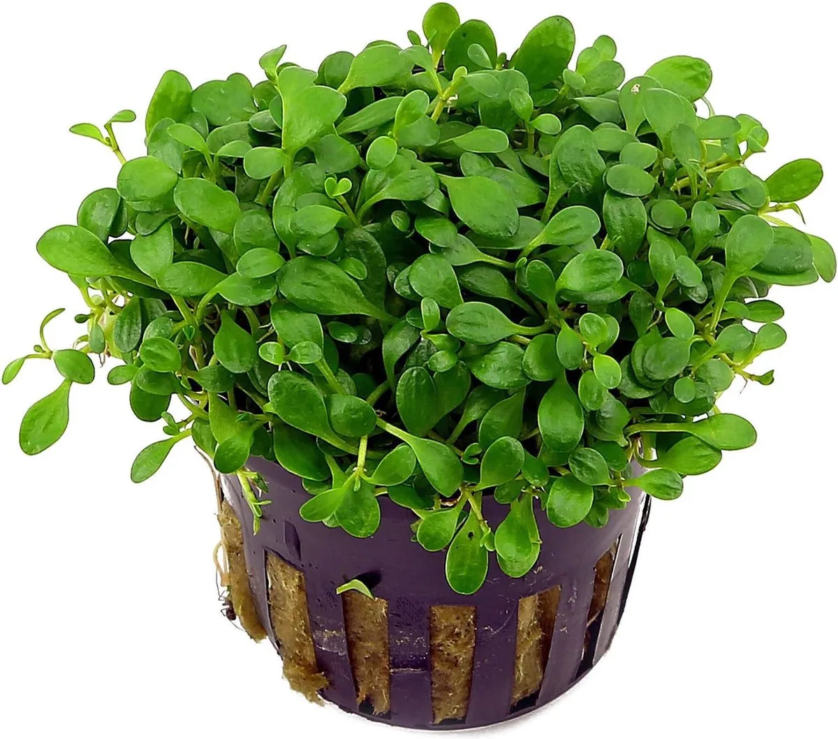 Glossostigma Elantinoides | Australisch dwergkruid | in 5 cm pot de Moerings en Vert – photo produit