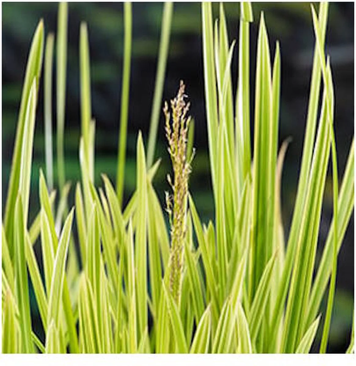 Glyceria Maxima Variegata | Bont liesgras | In 18CM Mand Kant en Klaar van Moerings in Wit – productfoto