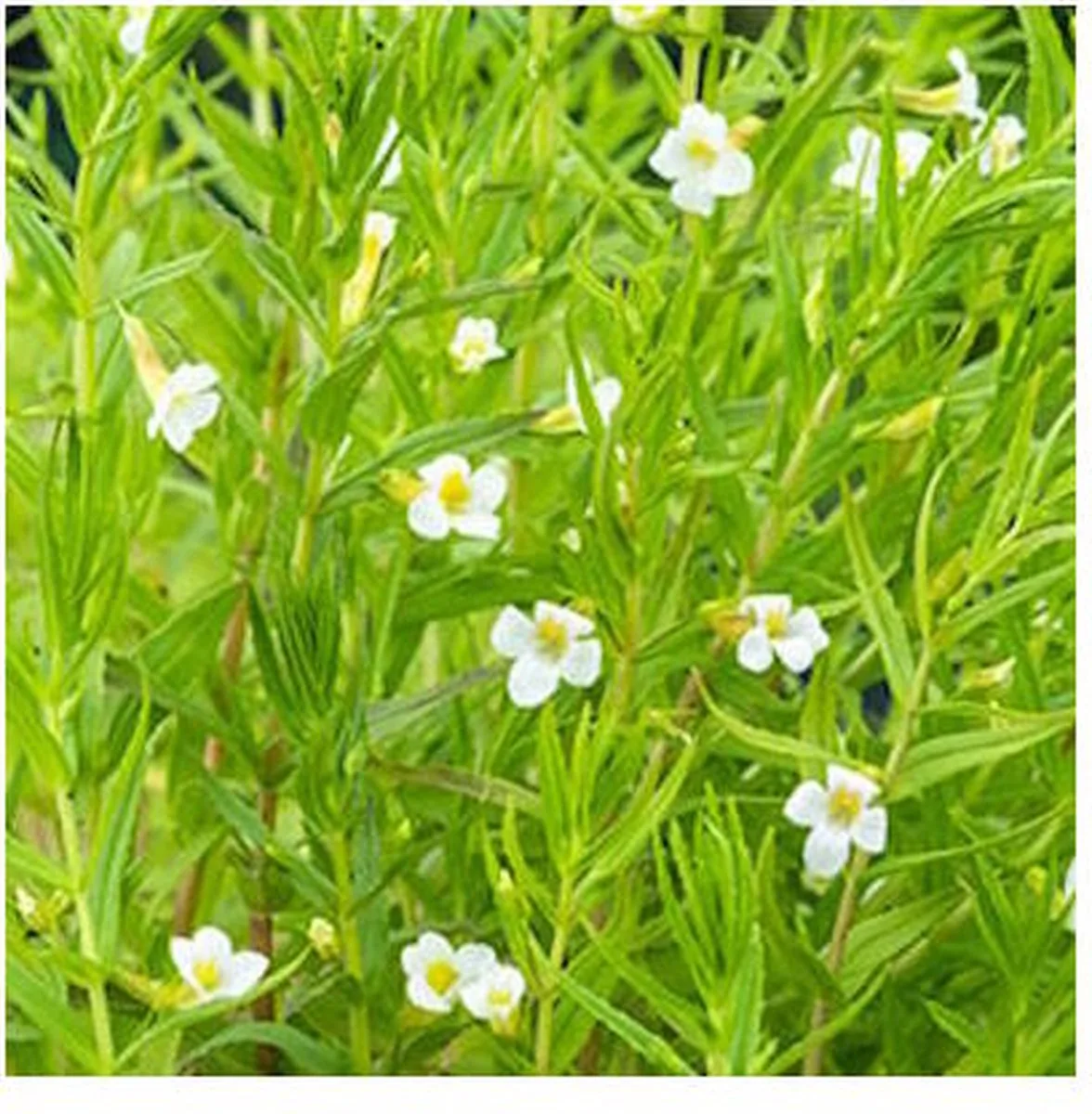 Gratiola Officinalis | Genadekruid | In 9CM pot von Moerings in Lila – Produktfoto