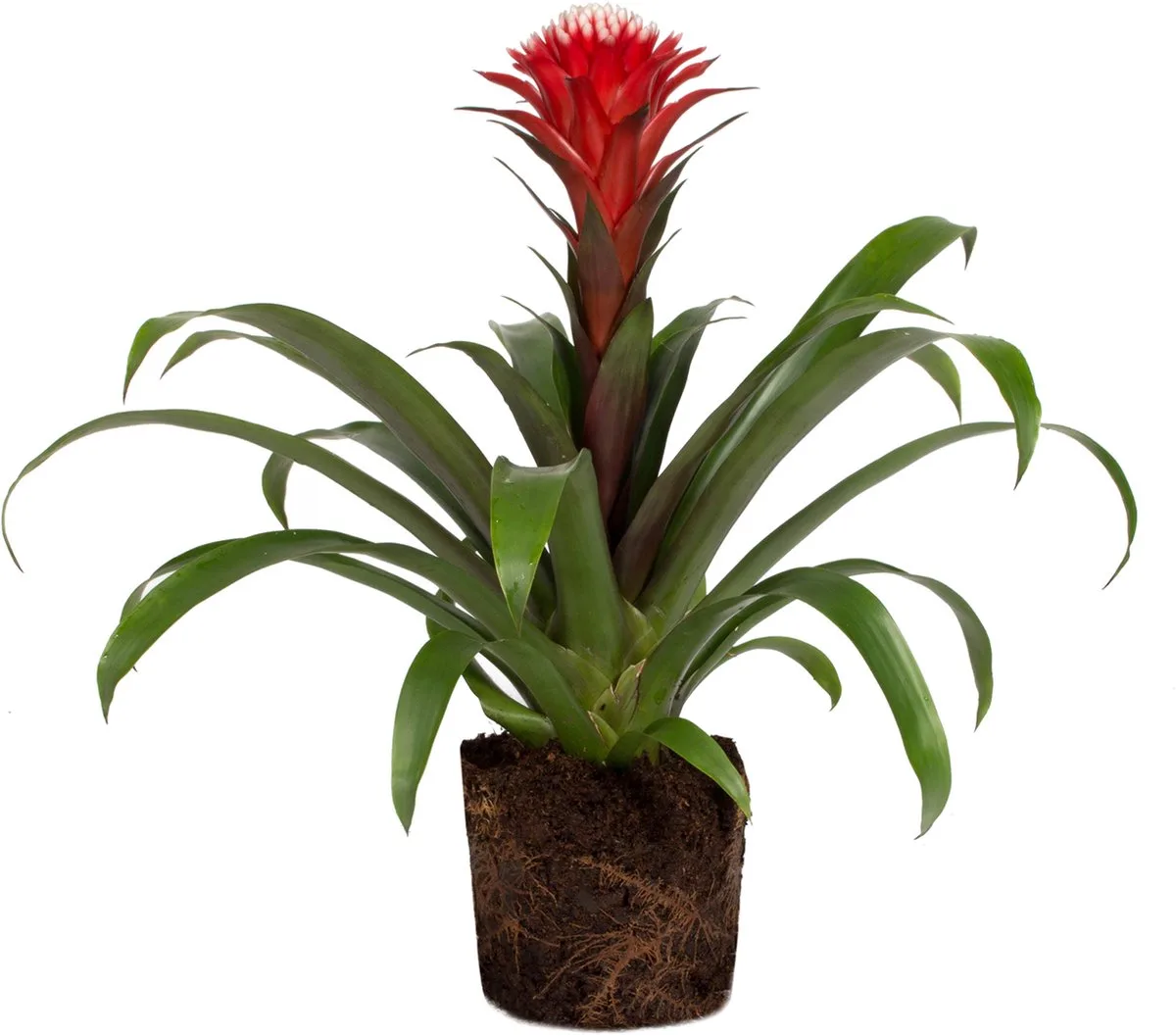 Guzmania Bromelia in 5 cm pot von Moerings in Gelb – Produktfoto